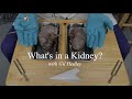 Whats in a kidney learn integral anatomy with gil hedley