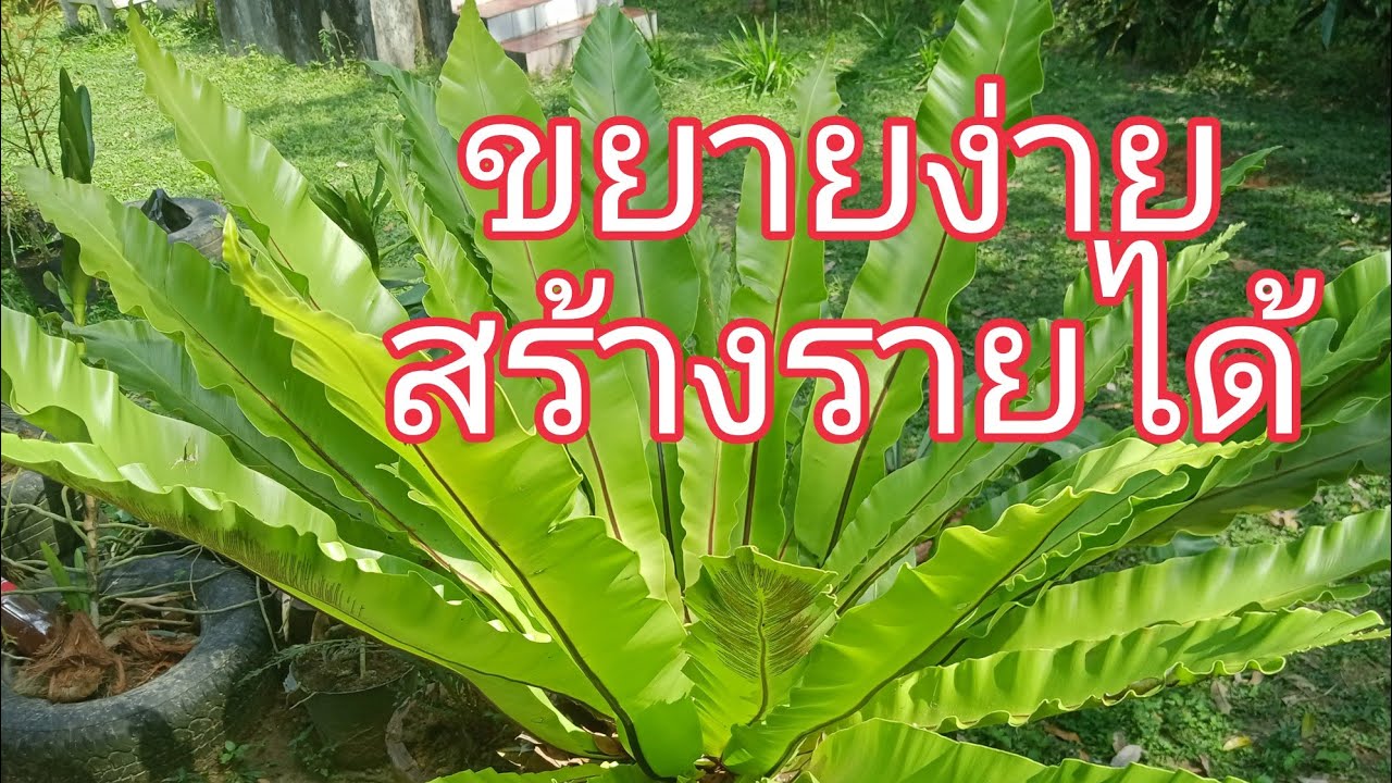 เฟิร์นข้าหลวง ไม้ประดับ ขยายง่ายสร้างรายได้ดี