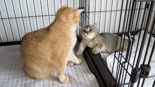 The reaction of a kitten that got scolded for biting its own tail is so cute…