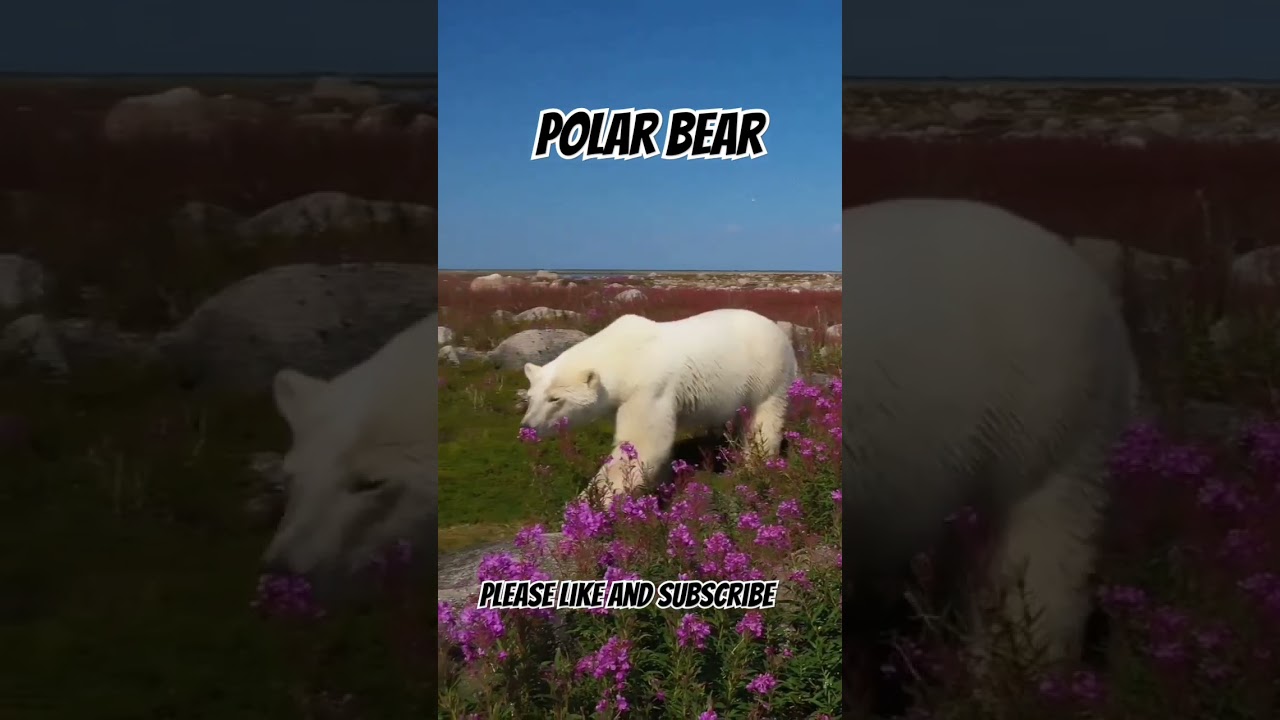 Lovely Polar Bear. Video Credit- Jeremy T Grant. 