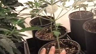 Medical Cannabis - MediGrow Update - Welcome To "MY JUNGLE!"