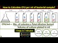 How to Calculate CFU per ml of Bacterial Sample? in 3 Steps || cfu/ml in Microbiology