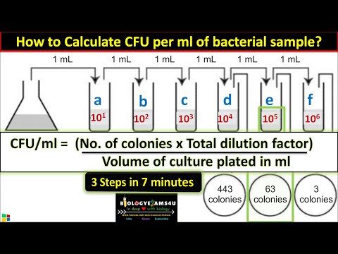 बैक्टीरियल नमूने के प्रति मिलीलीटर सीएफयू की गणना कैसे करें? 3 चरणों में || माइक्रोबायोलॉजी में सीएफयू/एमएल