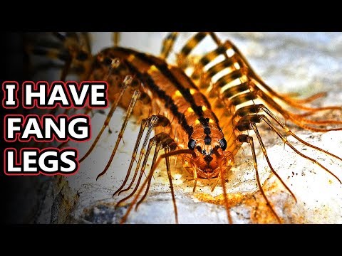 Video: The common drupe is a centipede