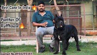 Best Cane Corso In India  ( Panther of Ruffhouse) Contact No.8930293341 #canecorso