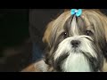 PERROS - Cómo arreglar el pelo a un perro de la raza Shih Tzu, Shitzu