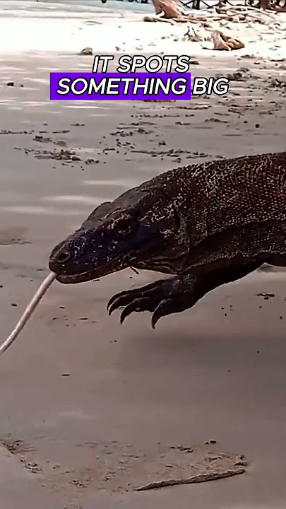 Komodo Dragon Finds a Shark on the Beach?!#animals #wildlife #fyp