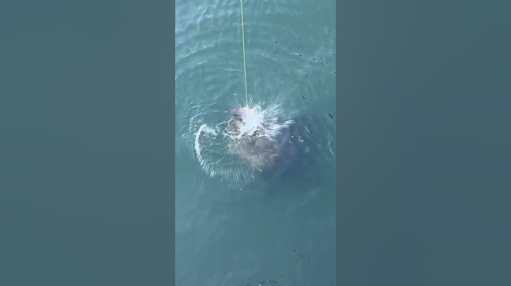 GIANT GOLIATH GROUPER EATS LIVE CATFISH ON THE SURFACE!