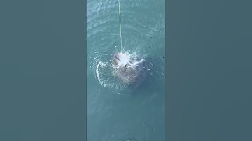 Thumbnail of GIANT GOLIATH GROUPER EATS LIVE CATFISH ON THE SURFACE!