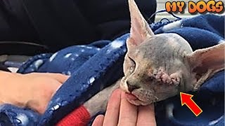 Rescue A One Eyed Bald Kitten Who Becomes Best Friends For Life With Dog, Her Family by MY DOGS 5,944 views 5 years ago 2 minutes, 51 seconds