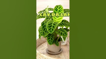 Tóp 10 cây phong thủy trong nhà #cayphongthuy #caynoithat #caycanh #cayxanhvanphong #caydeban