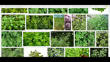 Che differenza c'è tra origano e maggiorana?