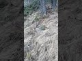 Énorme bois de cerf 16cors en haut montagne