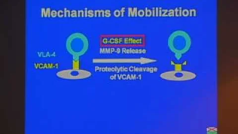 Stem Cell Mobilization: Molecular Biology and Serendipity