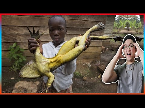 Video: Một loài động vật đã tuyệt chủng, hoặc những sai lầm của loài người
