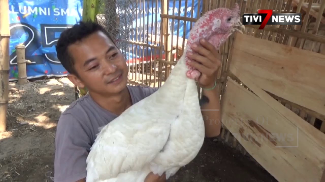 JOMBANG   Nilai Ekonomis Beternak Ayam Kalkun