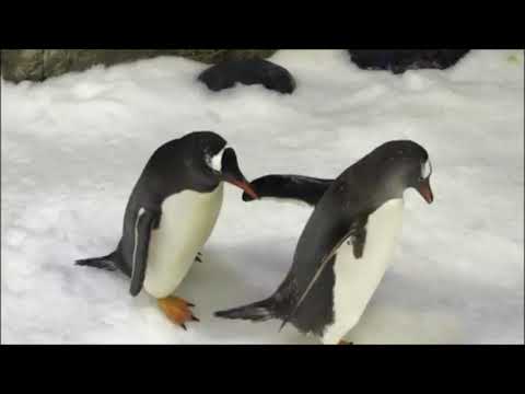 Same-Sex Penguin Couple Becomes First in Australia to Foster an Egg