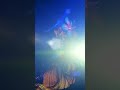 Dublin Zoo - Wild Lights 2025 Is Here!