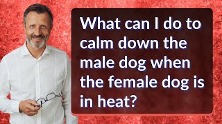 What can I do to calm down the male dog when the female dog is in heat? Common Behaviors Of A Female Dog In Heat At Night
