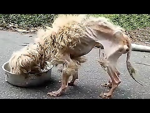 Terk Edilmiş Köpeğin Kurtarılması Kalbinizi Eritecek, Köpeğin Geçirdiği Değişimi İzleyin