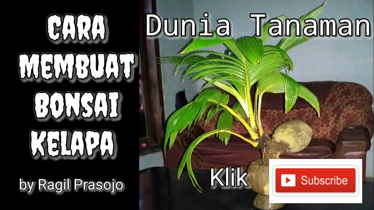  Cara  Mudah Membuat Bonsai  Kelapa  YouTube