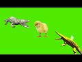Crocodile Green screen | No copyright animals|| Ch Animal point 4k