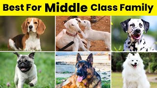 Best Dog Breeds For Middle Class Family | Best Dog Breeds For Family