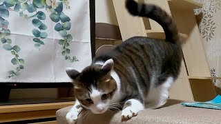 とつぜん無敵感があふれてきた猫