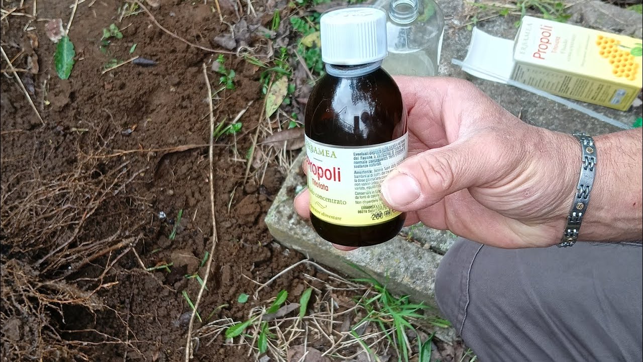 COME E QUANDO ESTRARRE UN ALBERO DA FRUTTA A RADICE NUDA..... TUTTI I PASSAGGI ✌️