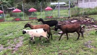 Si las ovejas nacieron bajo la lluvia ☔️. Qué pasa. ????