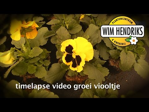 Video: Viooltje bloem - violet