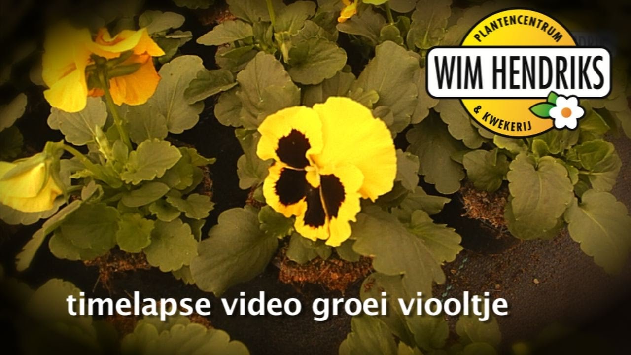 Timelapse bloei viooltje Wim Hendriks plantencentrum Kessel YouTube sharing