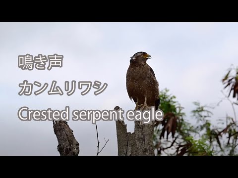 【鳴き声】カンムリワシ Crested serpent eagle