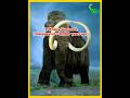 Top 5 extinct animals you never knew existed  shorts top5 animals animalshorts