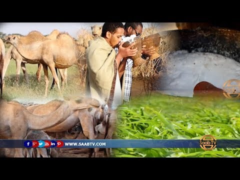 Warbixin Xiiso Badan:  Habka Casriga ah ee Dhaqashadda Geela Soomaalida,  iyo Xarunta Barqo-Maal.