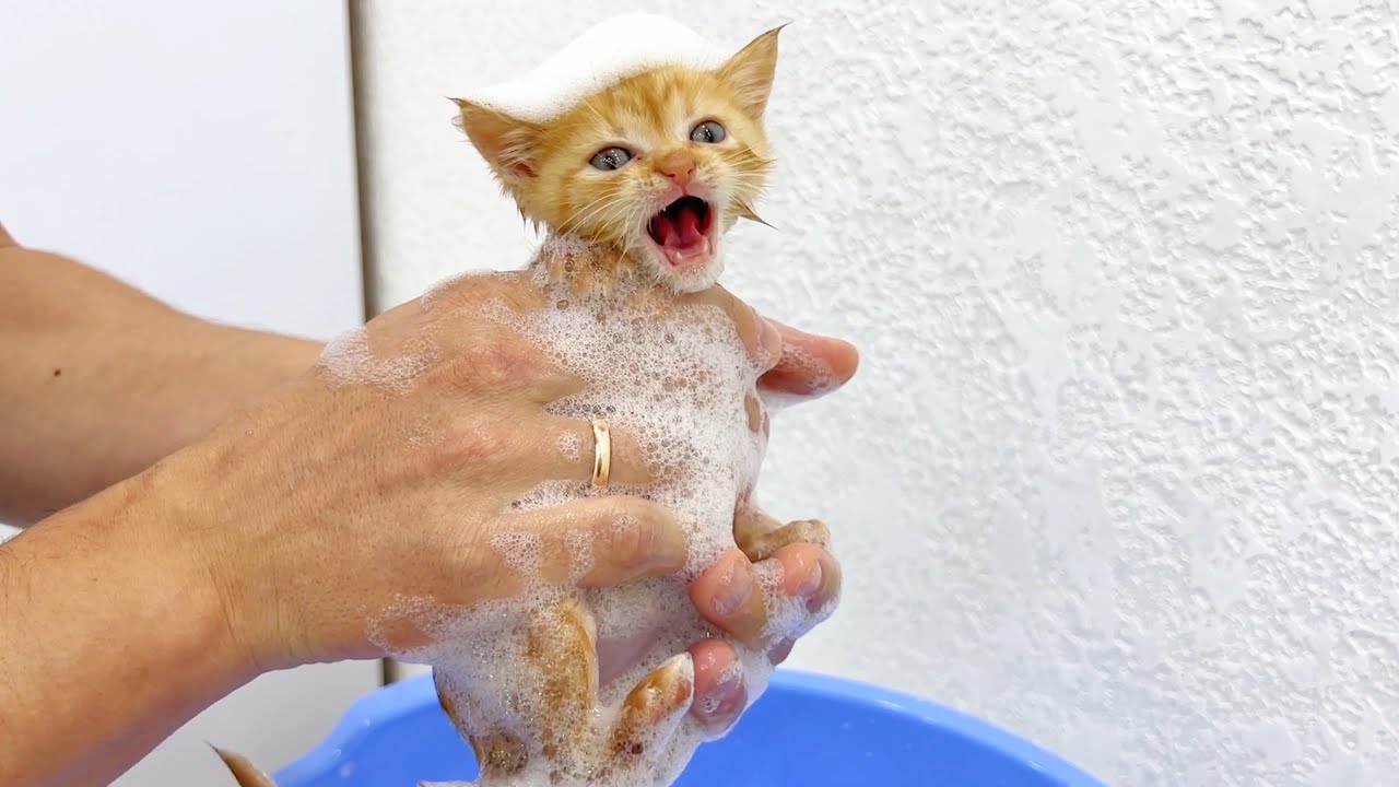 Первое купание маленького рыжего котенка с пеной после поездки за город