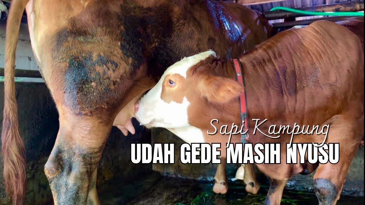 Anak Sapi Minum Susu Langsung dari Induknya