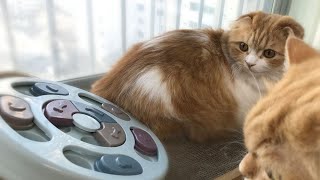 Cat puzzle game that raises IQ! 😏 Do Munchkins do well? screenshot 4