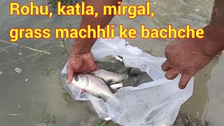 रोहू,कतला,ग्रास,मिरगल के बच्चों का वीडियो || Rohu,katla,grass,mirgal ke bachchon ka video