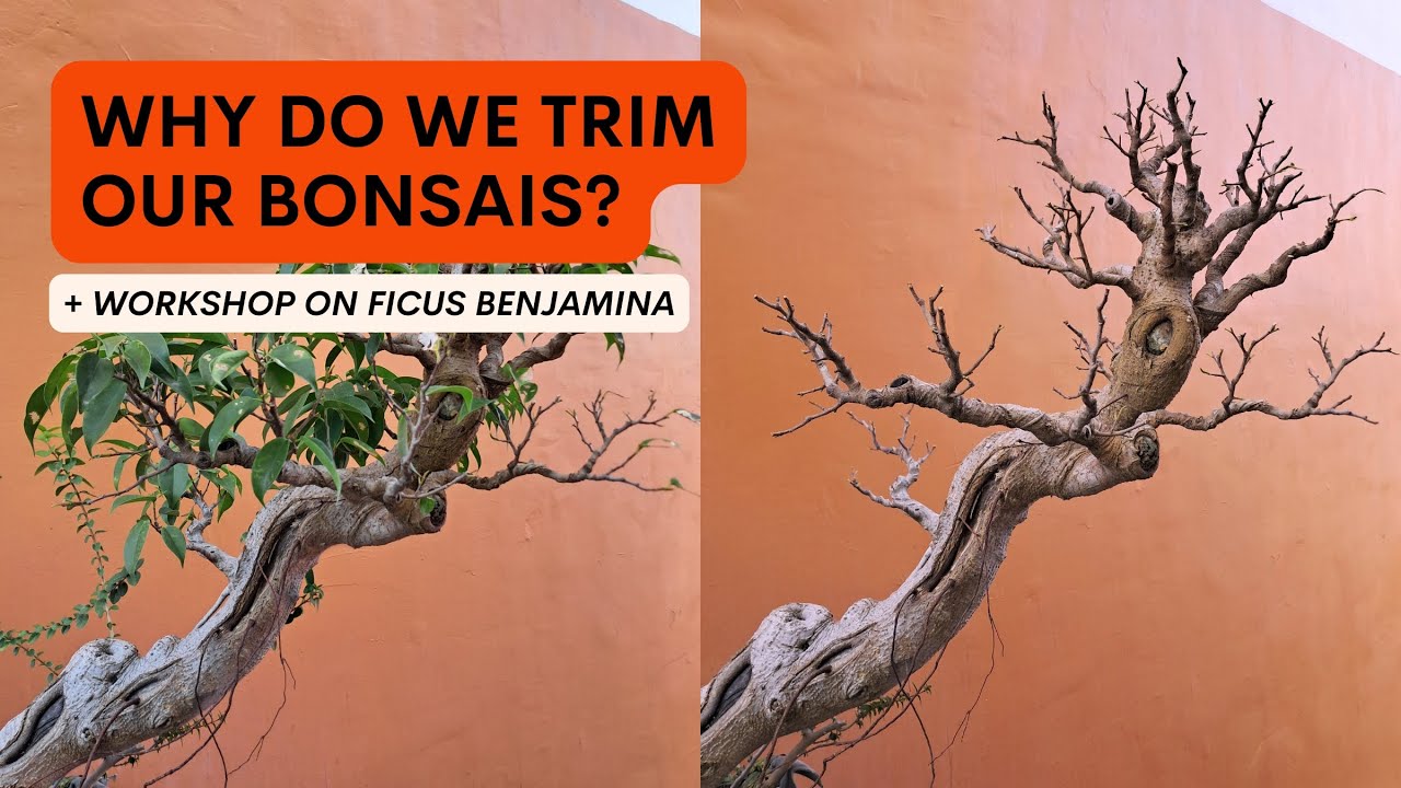 Routine Trimming On My Ficus Benjamina Bonsai [w/ English Subtitles]