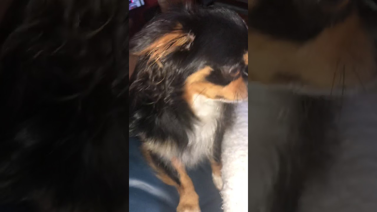 I’m working so hard to save this 3 week old chihuahua puppy - YouTube