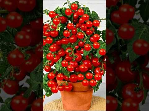 🍅Transforming a Tomato into a Tree: A Step-by-Step Guide #shorts