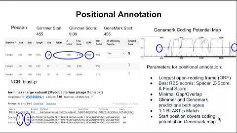 Genome Annotation of Mycobacteriophages ShaboiShabazz and Aubs Video Presentation