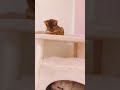 ご機嫌ナナメなボス #cat #子ネコ #猫 #猫のいる暮らし #ペルシャ #アビシニアン #shorts thumbnail