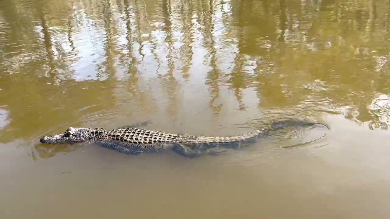 Cajun Encounters Tours