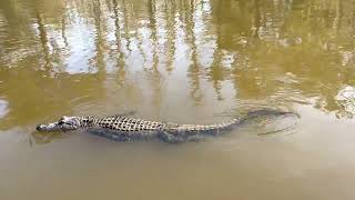 Cajun Encounters Tours