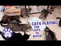 Cats Playing For Cats To Watch Video  - 7 Cats vs SmartyKat Hot Pursuit