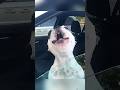 Hilarious Screaming French Bulldog 🤣