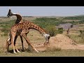 Combat girafe Youtube