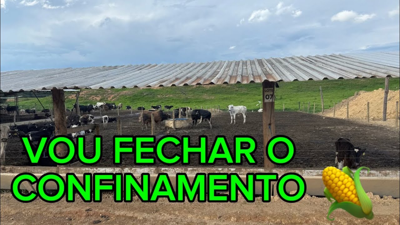 Confinamento tá vazio ! Vendi quase todo gado 